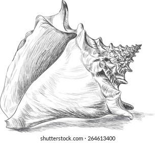 Seashell Sketch Stock Vector (Royalty Free) 264613400 | Shutterstock