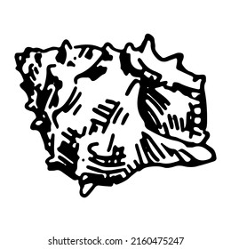 Piloto de sketch de conchas. Un único doodle de cáscara de molusco aislado en blanco. Ilustración vectorial dibujada a mano en estilo de grabado.