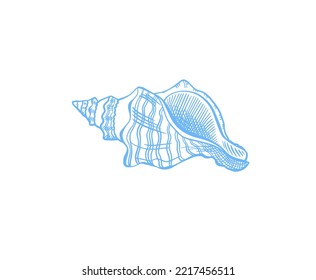 Seashell Sketch Drawing Vector Illustration