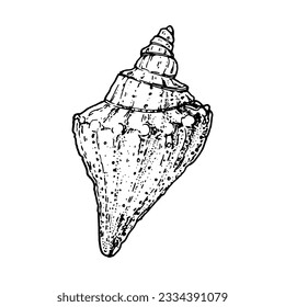 Seashell sketch. Hand drawn vector illustration. Rapana shell.