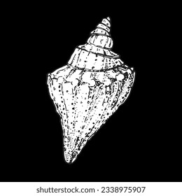 Seashell sketch. Hand drawn vector illustration. Rapana shell.