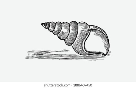 dibujo de la concha de agua salada en fondo blanco, ilustración de la línea de arte de la concha de agua salada en blanco y negro
