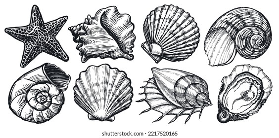 Seashell Sketch. Sea Animals Set. Starfish, Mussel, Ocean Shell. Marine Concept. Underwater World Vector Illustration