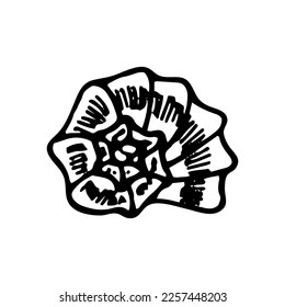 Seashell sketch. Summer beach vacation. Hand drawn vector line art illustration.