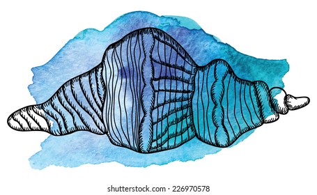 Seashell sketch. Watercolor texture.