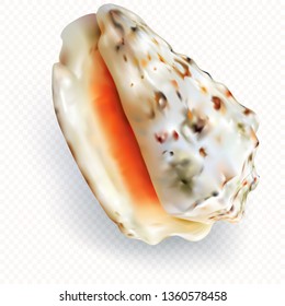 Seashell snail on a transparent background. Only vector mesh illustration
