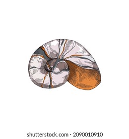 Seashell with spiral form in colored sketch style, vector illustration isolated on white background. Underwater life element for marine design. Hand drawn vintage nautilus shell.