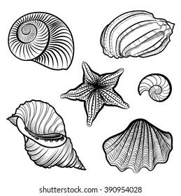 Seashell and starfish collection. Sea shell set engraved vector illustration solated on white background. 