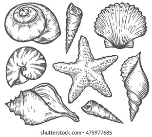 Seashell, starfish nature ocean aquatic underwater vector set. Hand drawn marine engraving illustration on white background