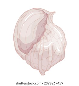 Seashell. Summer marine decor. Vector graphics.