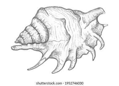 Seashell summer, vector illustration of shell in the style of hand drawing with pencil, black and white sketch.