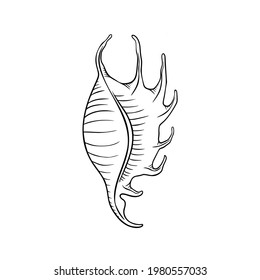 Seashell thin line icon, animal and underwater, shell sign vector graphics, a linear pattern on a white background, eps 10.