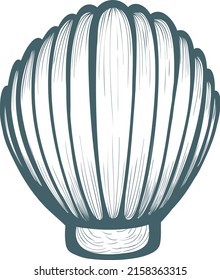 Seashell vectol illustration. Sea shell  element in vector for any use.