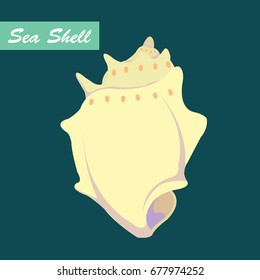 Seashell vector.