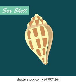 Seashell vector.