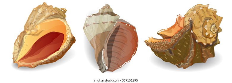 Seashell vector collection isolated on the white background