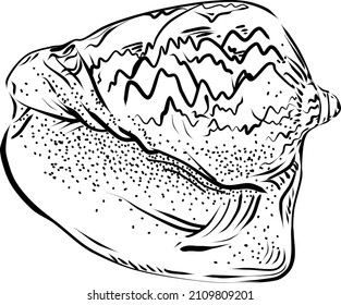Seashell. Vector Hand draw illustration isolated on transparent background