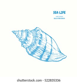 Seashell. Vector hand drawn graphic illustration. Vintage beach marine seashell sketch
