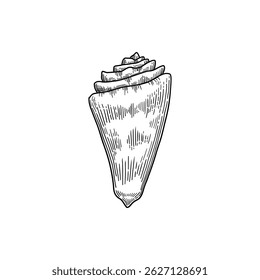 Seashell vector icon. Hand drawn illustrations of engraved line. Collection of realistic sketches various mollusk sea shells different forms on white background
