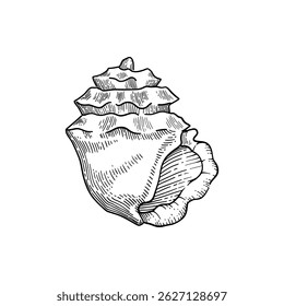 Ícone de vetor de concha. Ilustrações desenhadas à mão de linha gravada. Recolha de esboços realistas várias conchas marinhas de moluscos formas diferentes sobre fundo branco
