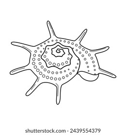 Seashell vector illustration. Black and white outline Seashell Coloring page for kids and adults. Page for relaxation and meditation. Vector illustration