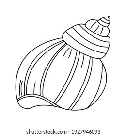 Seashell vector illustration. Conch outline illustration. Icon, design element, element for coloring book