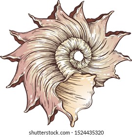 Seashell. Vector illustration. Drawing ink.