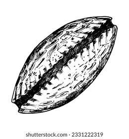 Seashell vector illustration. Hand drawn engraving of sea Shell painted by black ink on white isolated background. Drawing of cockleshell in line art style. Nautical seashore for icon or logo.