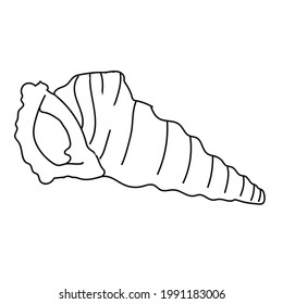 Seashell vector illustration isolated on white background
