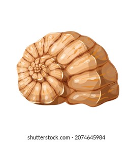Seashell vector illustration. Marine underwater theme.