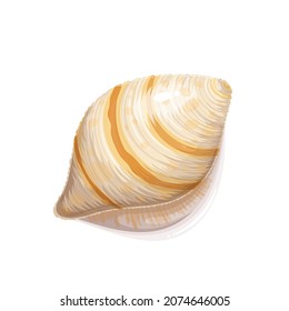 Seashell vector illustration. Marine underwater theme.