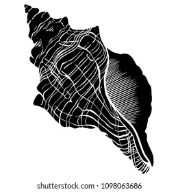 Seashell vector illustration. Ocean shell  isolated on a white background. Spiral conch shell image.
