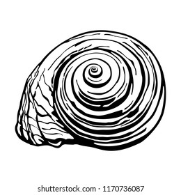 Seashell vector image. Snail shell in hand-drawn style.