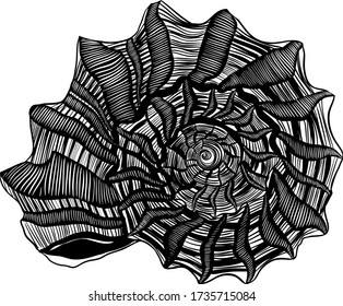 Seashell vector line art illustration. Shell isolated on a white background. Spiral  shell image.