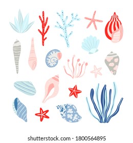 Seashell vector set. Seaweed and seashell isolated on white background. Nautical theme beach collection