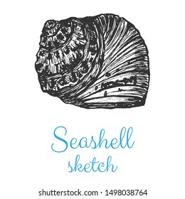 Seashell vector sketch, hand drawn isolated design elements.
