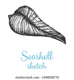 Seashell vector sketch, hand drawn isolated design elements.