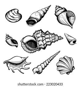 seashell vector sketch set isolated