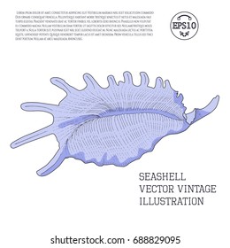 Seashell. Vector vintage illustration stylized as hand-drawn sketch graphic with hatching on a white.