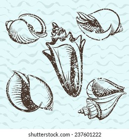 seashell vintage set vector illustration