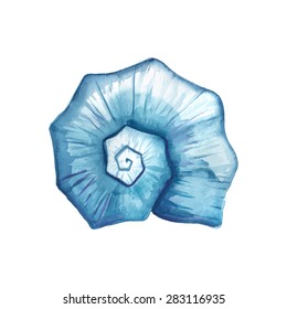 Seashell watercolor illustration. Hand drawn underwater element design. Artistic vector marine design element. Illustration for greeting cards, printing and other design projects. 