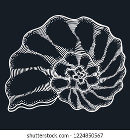 Seashell white engraving illustration on dark backgroud. Line art shell icon.