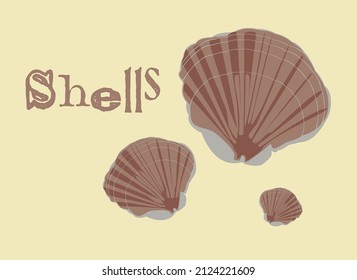 Seashell,mussel (Nucleus scallop) on yellow background with text: Shell