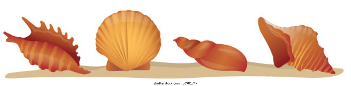 seashells
