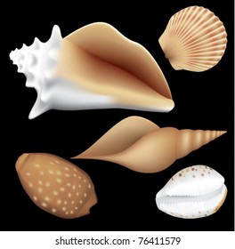 seashells