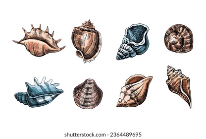 Seashells,  ammonite color vector set. Hand drawn sketch illustration. Collection of realistic sketches of various molluscs sea shells of various shapes isolated on white background.