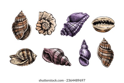 Seashells,  ammonite color vector set. Hand drawn sketch illustration. Collection of realistic sketches of various molluscs sea shells of various shapes isolated on white background.