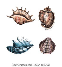 Seashells,  ammonite color vector set. Hand drawn sketch illustration. Collection of realistic sketches of various molluscs sea shells of various shapes isolated on white background.