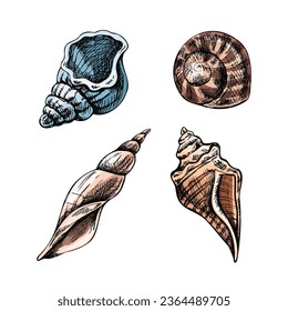 Seashells,  ammonite color vector set. Hand drawn sketch illustration. Collection of realistic sketches of various molluscs sea shells of various shapes isolated on white background.