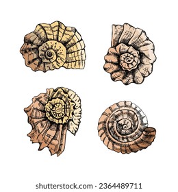 Seashells,  ammonite color vector set. Hand drawn sketch illustration. Collection of realistic sketches of various molluscs sea shells of various shapes isolated on white background.
